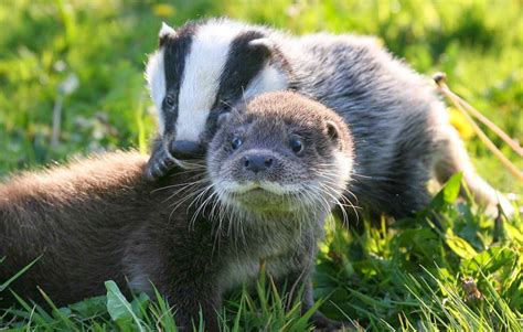 This Badger And Otter Are Best Buddies Unusual Animal Friendships