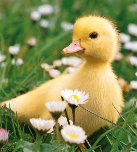 Pin By Rosemary Mitchell On Cute Animals Cute Ducklings