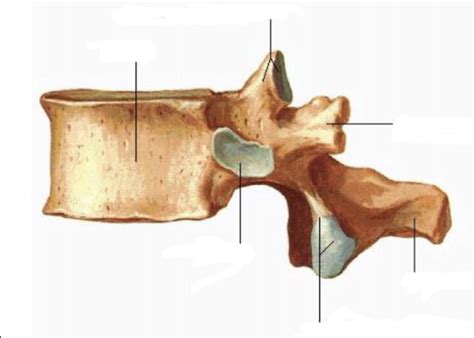 Osteo 100 D8 Atypical Thoracic Vertebrae Lateral View Diagram Quizlet