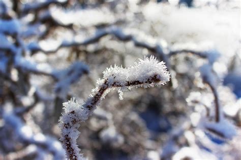 무료 이미지 나무 자연 분기 꽃 눈 식물 잎 서리 얼음 봄 날씨 겨울 왕국 플로라 시즌 작은 가지