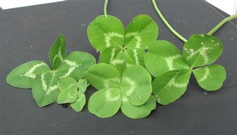 You must first be able to identify what true clover plants look like. 4 Leaf Clover Wallpaper (46+ images)