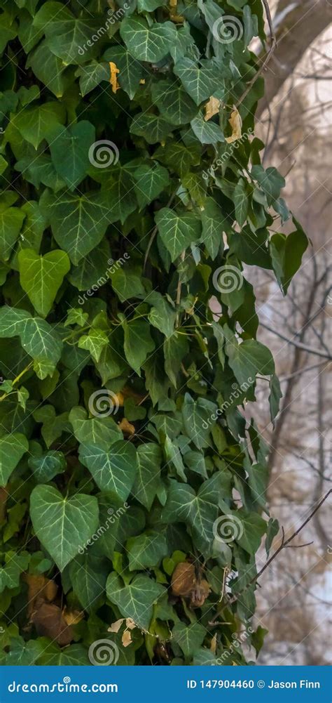 Clear Vertical Lush Green Vines With Heart Shaped Leaves Covering The
