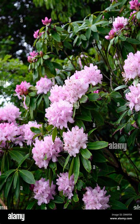 Rhododendron Mrs E C Stirling Pink Flowers Flower Flowering Evergreen