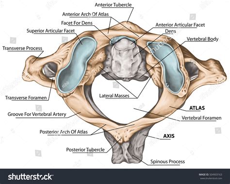 Cervical Spine Vertebral Morphology First Second Stockillustratie