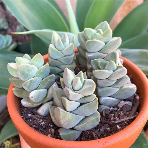 Crassula Moonglow Rsucculents