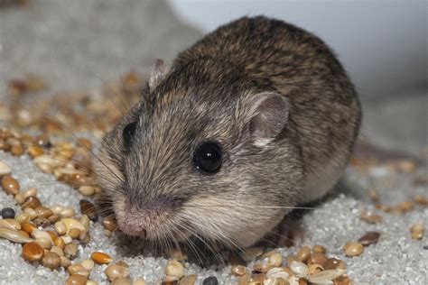 Endangered Pacific Pocket Mouse Relocated To Historic Range San Diego
