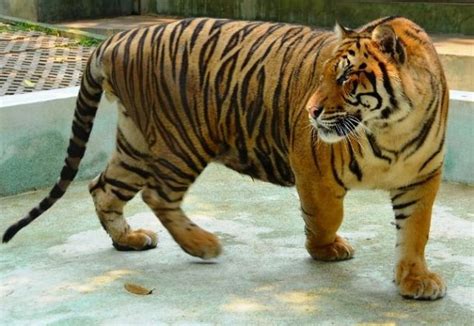 29 Interesting Facts About The Bengal Tiger Ohfact