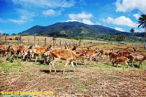 I am the Sexy Nomad: Deer Farm in Ocampo, Camarines Sur - Bicol ...