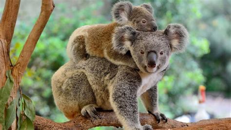 Koalas Endangered In Northeastern Australia What Now