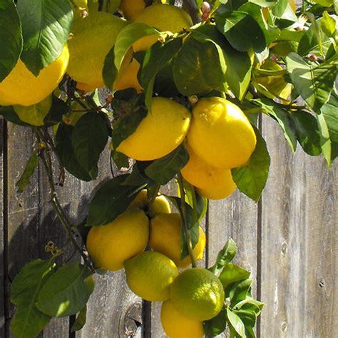 3 4 Year Old Eureka Lemon Tree Lemoncitrustree Since 2004