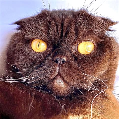 Mugshot #1 , convicted for kitty- petty theft ☑️📜⚖️ perhaps not guilty