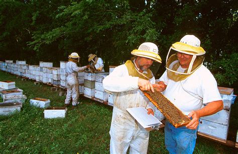 Usda Ars Online Magazine New Bee Germplasm Collection