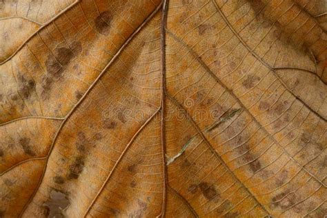 Texture Of Dry Teak Leaf Closeup Stock Photo Image Of Leaf Brown
