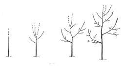 The system requires a support structure; How to Prune Fruit Trees | Prune fruit, Fruit trees ...