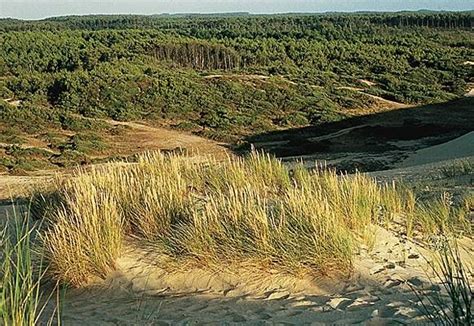 Dans le sud, le pays de. Les Landes (avec images) | Paysage france, Landes, Paysage