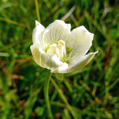 Wild flowers for each month. Grass of Parnassus | Wild flowers, New month, Flowers