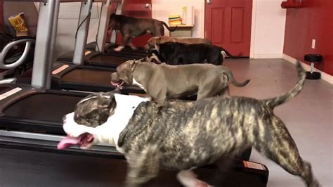 You'll need to monitor its weight every day for at least a month to make sure it's getting proper nourishment. Dogs Run on Treadmills - YouTube