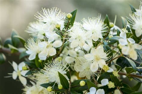 Common Myrtle Planting Pruning And Advice On Caring For It