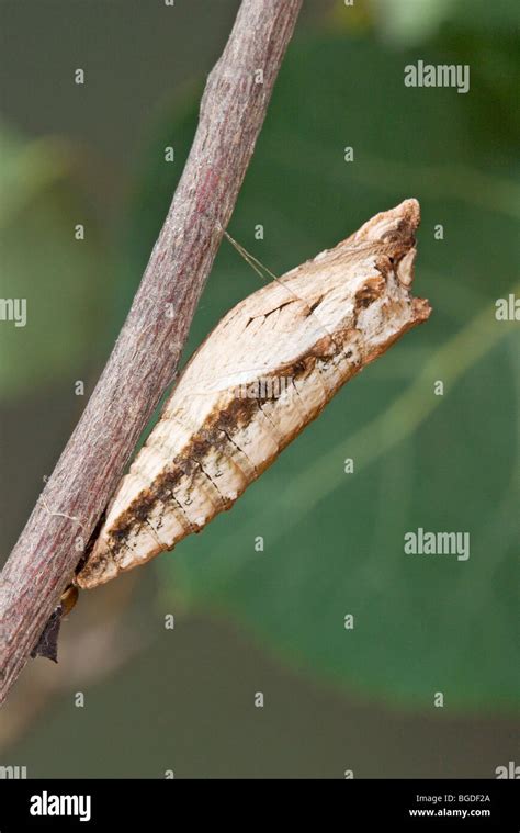 Western Tiger Swallowtail Pupa Or Chrysalis Stock Photo Alamy