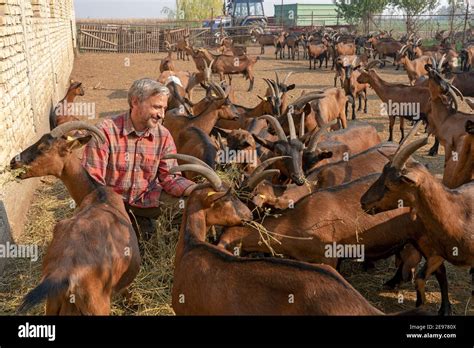 A Farmer Carefully Raises His Goats At Organic Animal Farm Animal