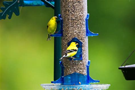 How To Attract Goldfinches To Your Yard Nature Blog Network