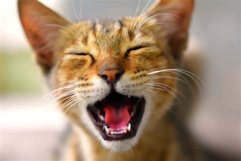 Laughing Cat Images