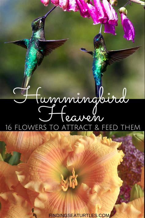 16 Perennials That Attract Hummingbirds To Your Garden