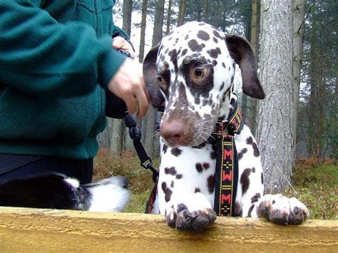 Liver Spotted Dalmatian Everything You Need To Know Prefurred
