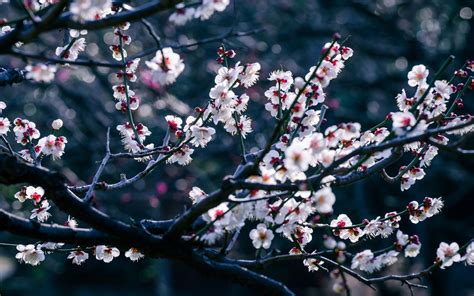 Flowers Cherry Blossom Trees Branch Bokeh Depth Of Field