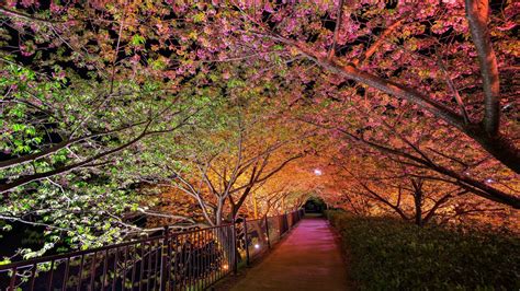 Beautiful Night Spring Park Alley Lights Hd Nature