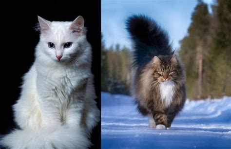 Turkish Angora Vs Norwegian Forest Cat Breed Comparison