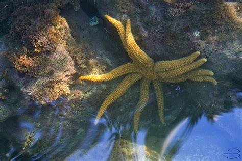 Eleven Armed Sea Star Coscinasterias Calamaria Waterfro Flickr