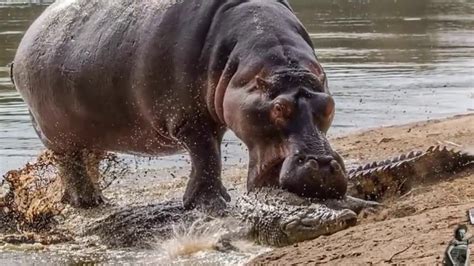 Crocodile Vs Hippo Hippo Attack Crocodile Fight To Death Youtube