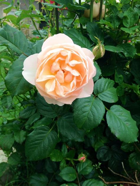 A Shropshire Lad David Austin Roses Flowers Rose