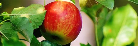 Best fruit tree to grow in a container in arizona. Growing Apple Trees In Phoenix | Gilbert, Queen Creek, Mesa