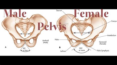 Male Pelvis VS Female Pelvis YouTube