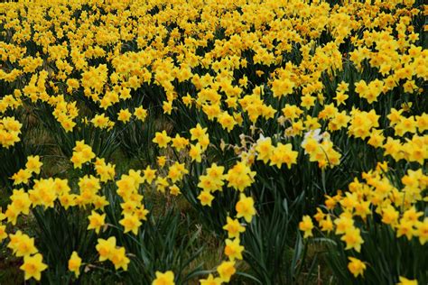 42 Field Of Daffodils Wallpaper