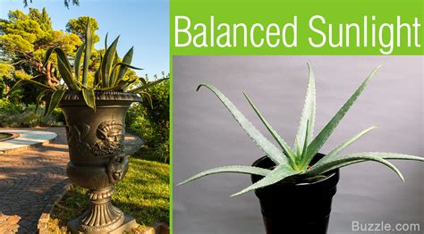 Aloe vera will make your skin darker when exposed to sunlight. Extremely Helpful Tips on Taking Care of Aloe Vera Plants ...