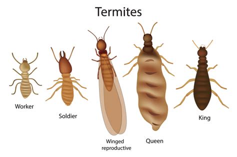 Five Signs You May Have Termites Scouts Pest Control