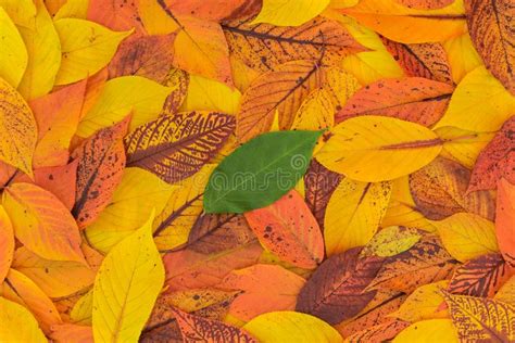Green Leaf Stock Image Image Of Background Blur Thorns 14711009