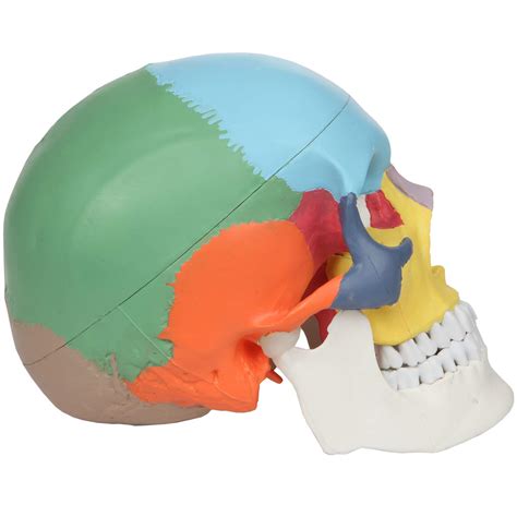 Axis Scientific 3 Part Didactic Human Skull Model Life Size Painted