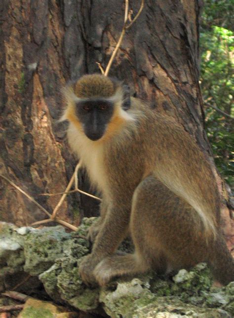 Free photo: Barbados Green Monkey - Animal, Green, Watching - Free Download - Jooinn