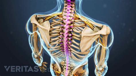 Knowing what can affect your rib cage, back muscles, and ligaments that support the spine can help lift your hips off the ground and place your hands behind your back to support your head. Thoracic Spine Definition | Back Pain and Neck Pain ...