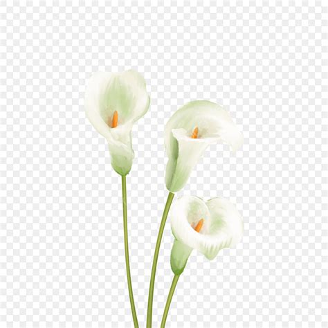 Calla Lily Flower Clipart Png Images White Watercolor Calla Lily