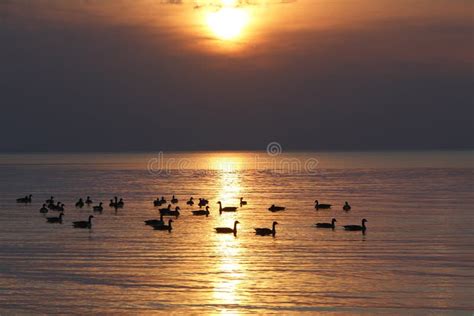 Flock Of Canada Geese On Lake Huron At Sunset Stock Image Image Of