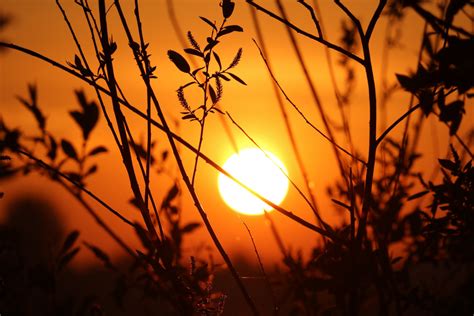 Free Images Tree Nature Branch Sky Sun Sunrise Sunset Meadow