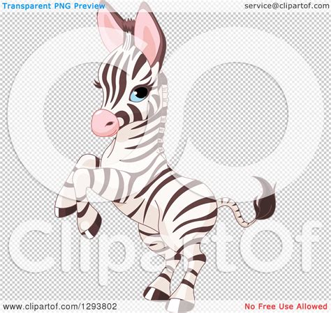 Clipart Of A Cute Blue Eyed Baby Zebra Rearing Royalty Free Vector