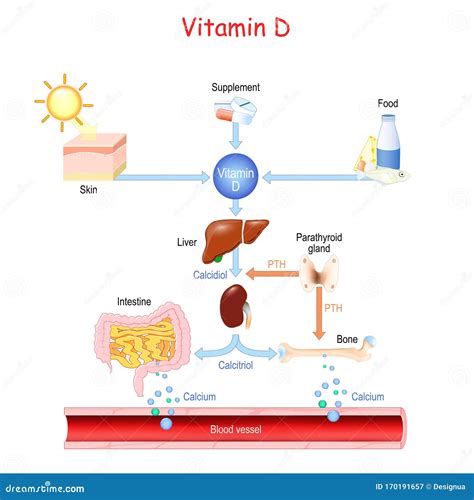 Vitamin D Sources Metabolism And Organs That Regulate The Level Of