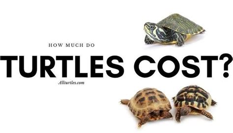 Three Turtles With The Words How Much Do Turtles Cost