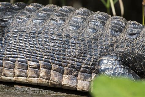 American Alligator Anatomy Profile Showing Scales And Scutes On The